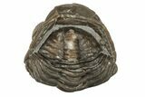 Wide, Enrolled Eldredgeops Trilobite Fossil - Ohio #188912-3